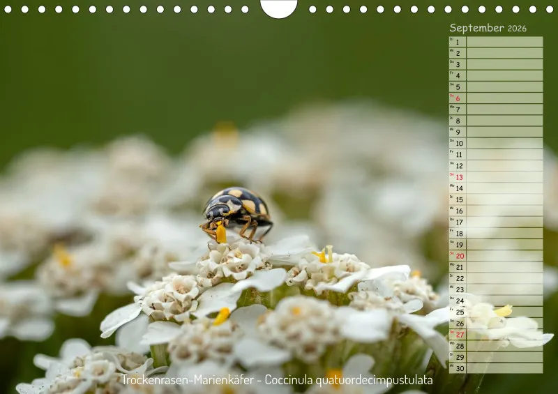 Faszinierende Insekten