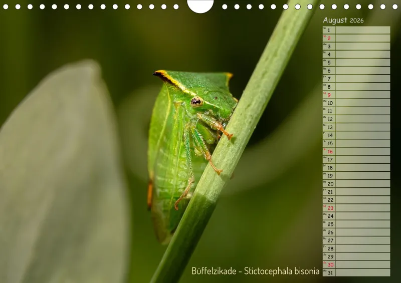 Faszinierende Insekten