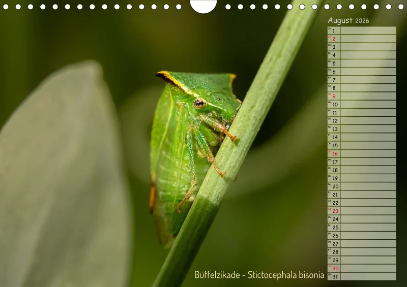 Faszinierende Insekten