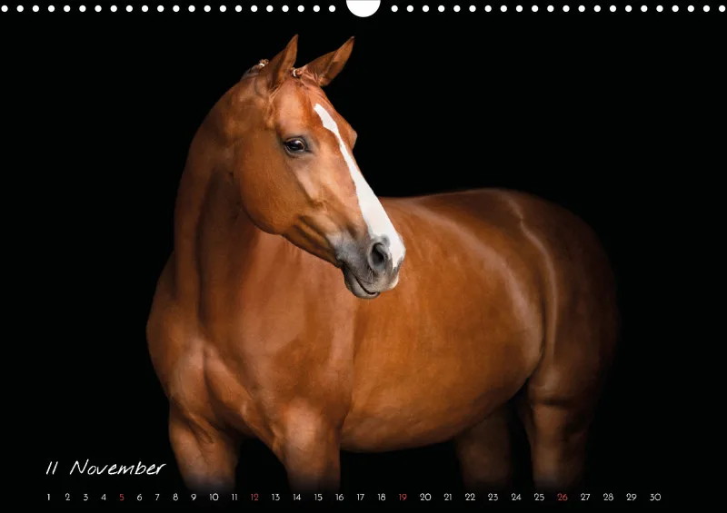 Pferde - Pure Eleganz 2023 A3