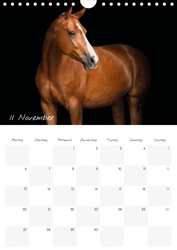 Terminkalender Pferde - pure Eleganz 2023 A4