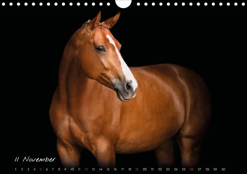 Pferde - Pure Eleganz 2023 A4