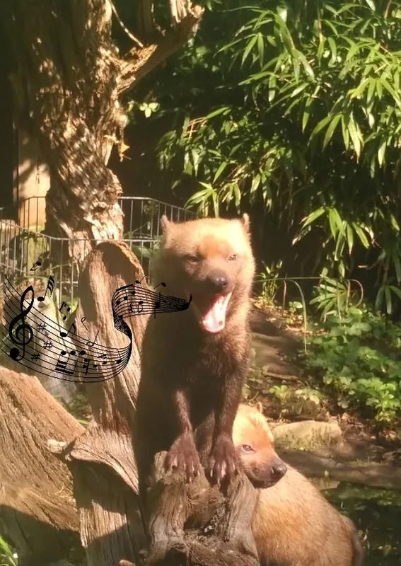 Karte Waldhund