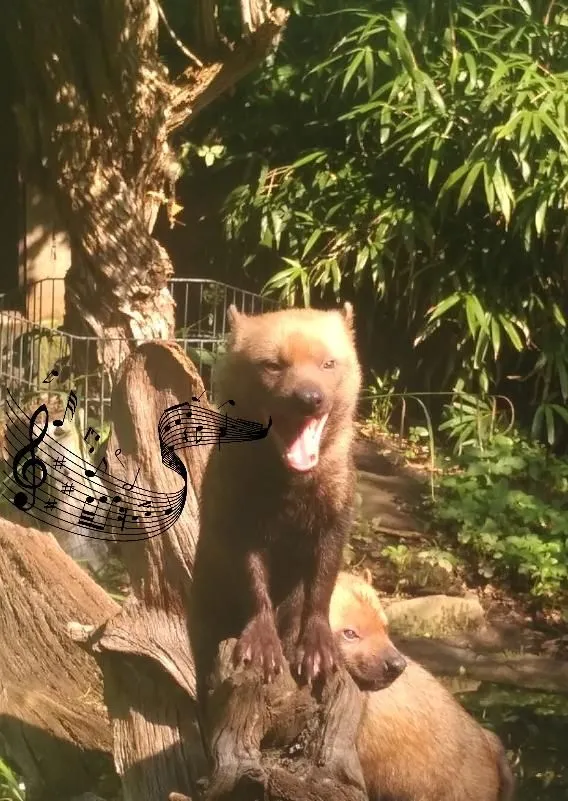 Karte Waldhund