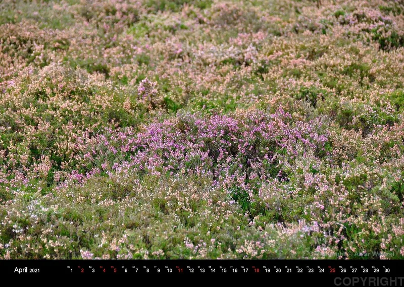 Wensleydale Impressions 2021 (Deutsch)