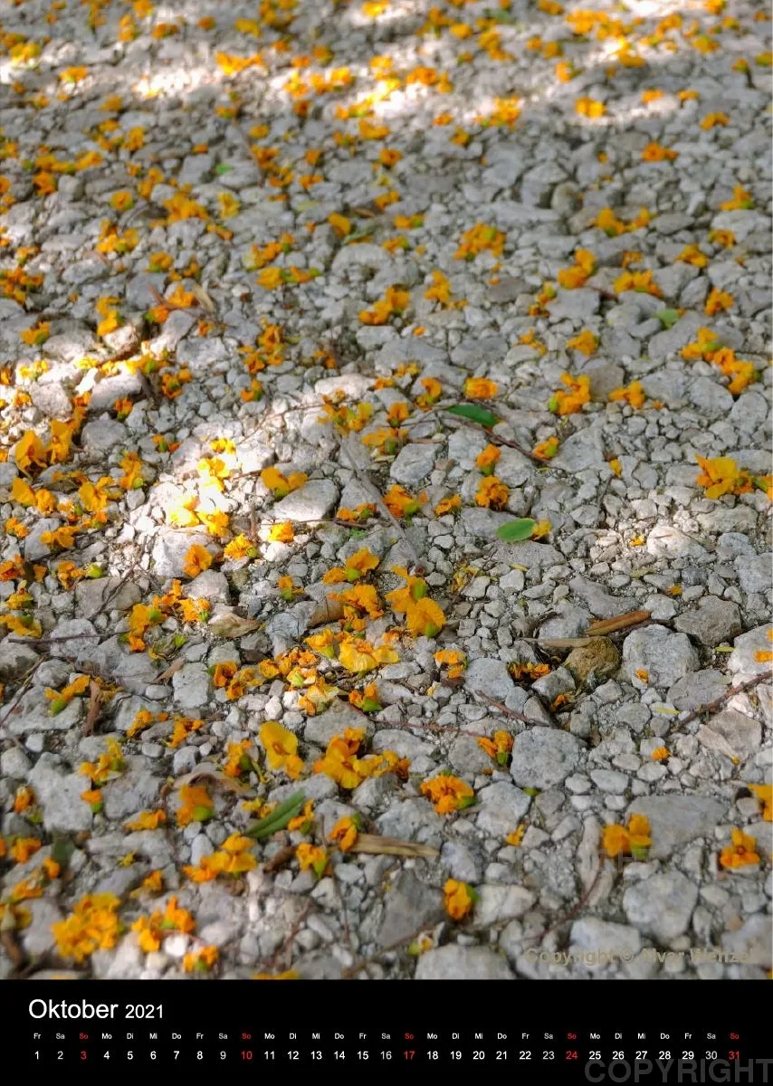 Ligurien - Pflanzen und Insekten 2021 (Deutsch)