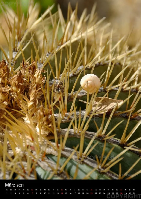 Ligurien - Pflanzen und Insekten 2021 (Deutsch)