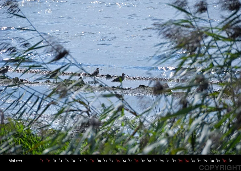 Bodensee Querformat 2021 (Deutsch)