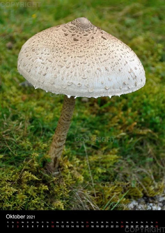 Wensleydale 2021 (Deutsch)
