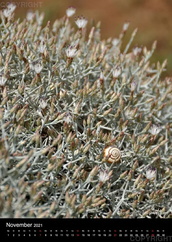 Ligurien - Pflanzen und Insekten 2021 (Deutsch)