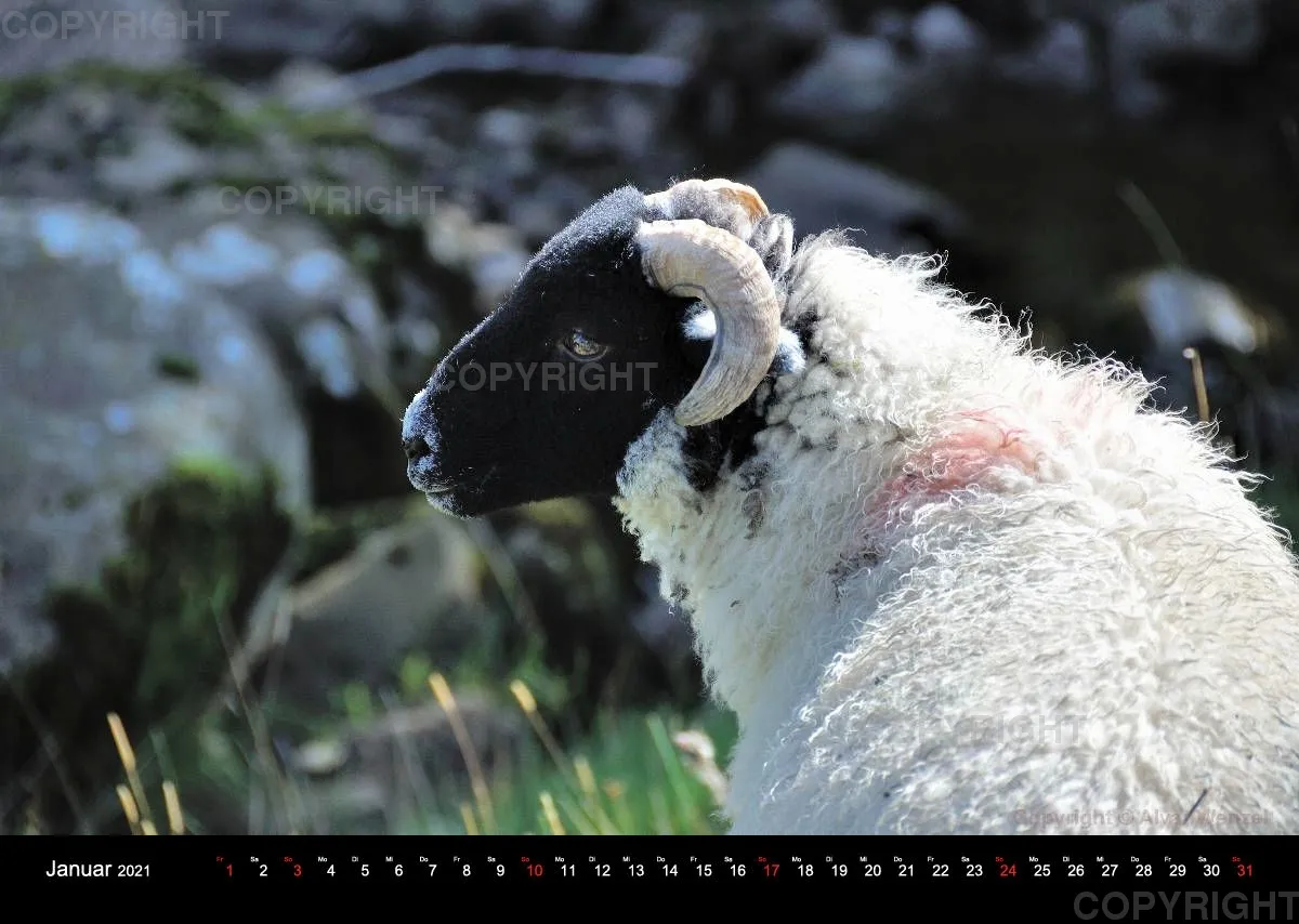 Yorkshire Dales - Wensleydale 2021 (Deutsch)