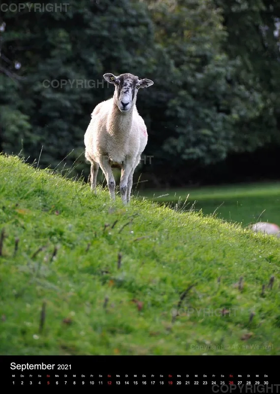 Wensleydale 2021 (Deutsch)