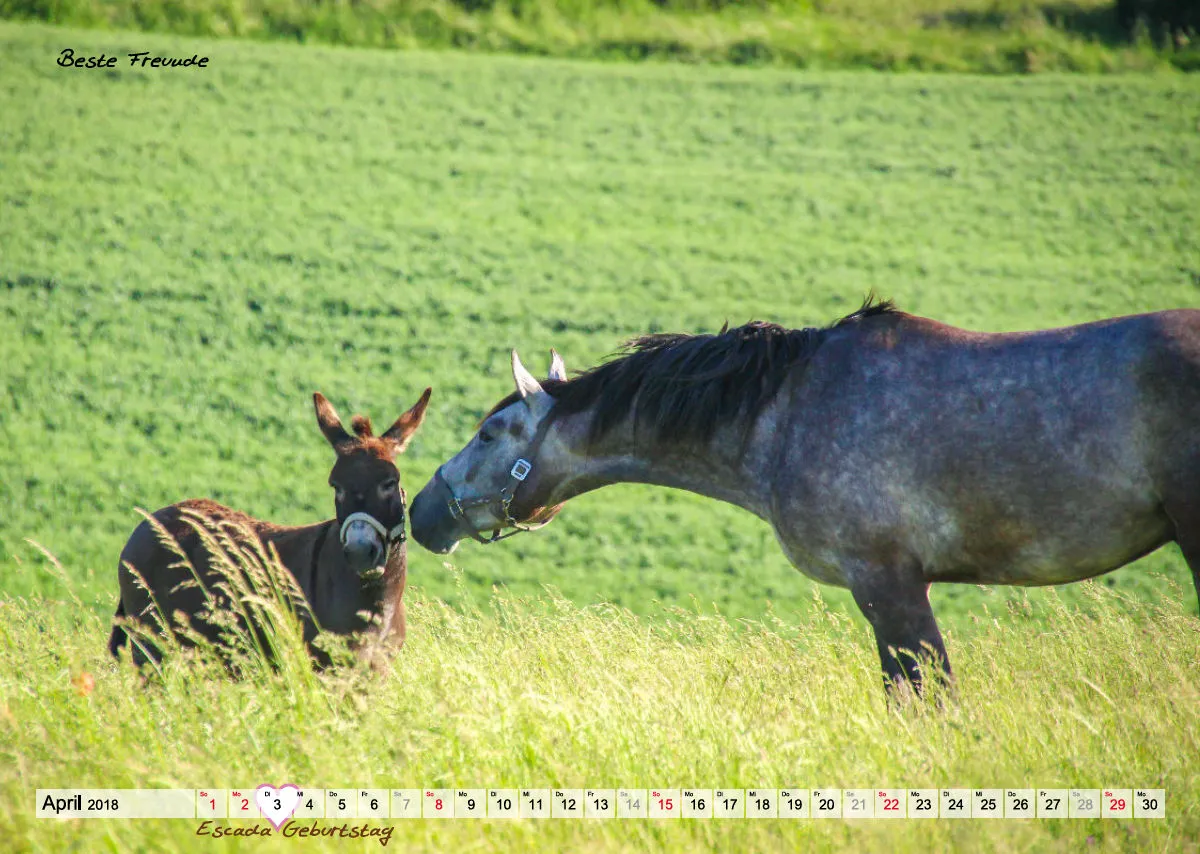 Wandkalender Rubjen 2018