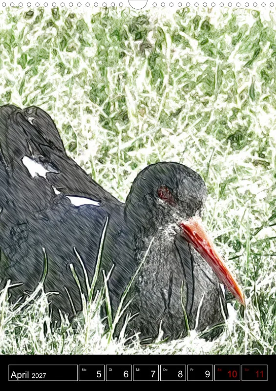 des oiseaux