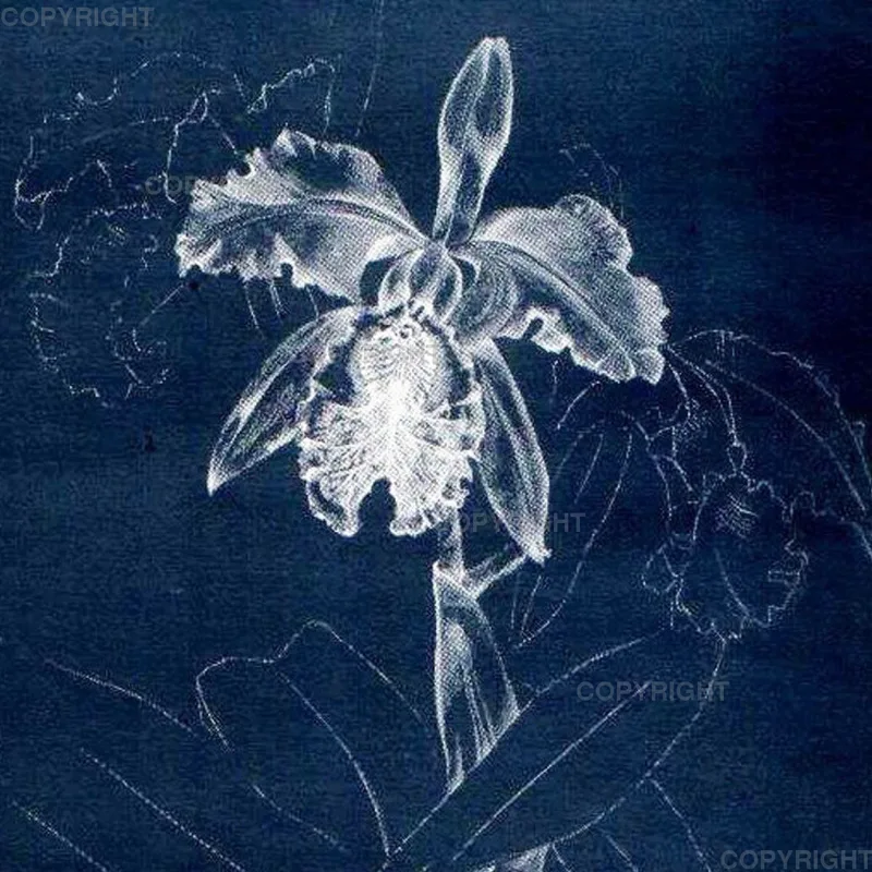 Cattleya