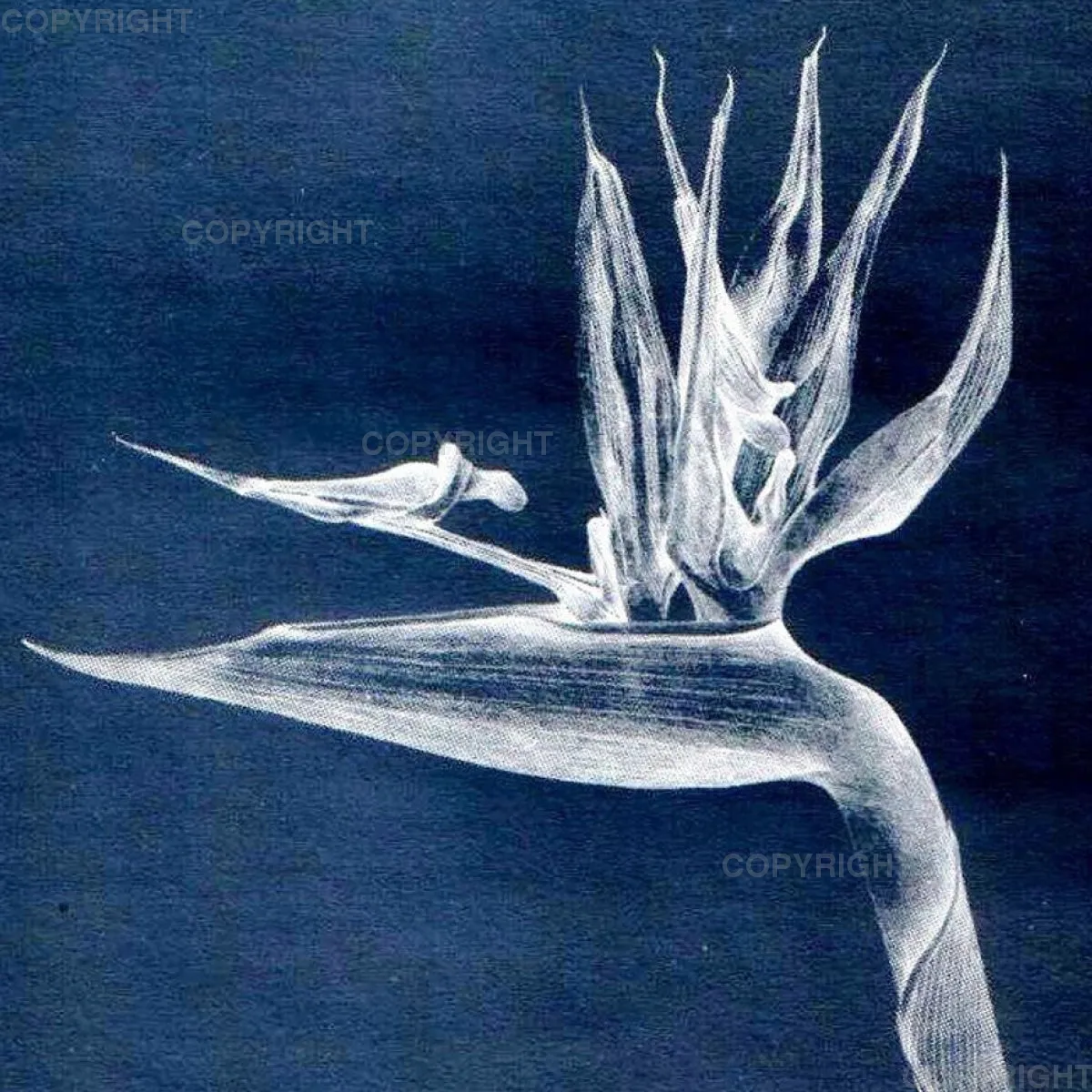 Strelitzia