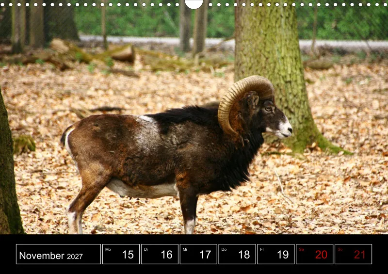 Animaux d'Europe