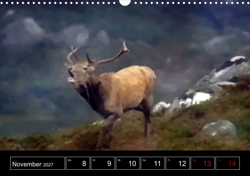 Scottish Wildlife