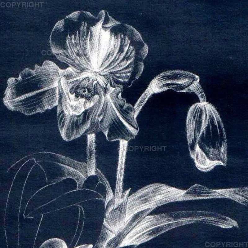 Paphiopedilum