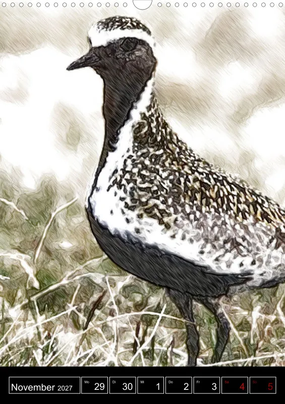 des oiseaux