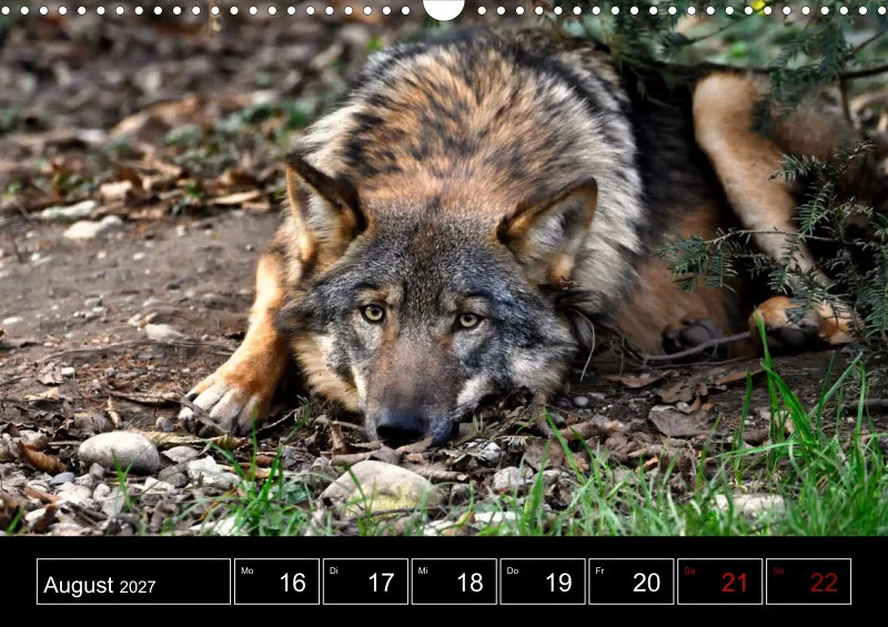 Animaux d'Europe