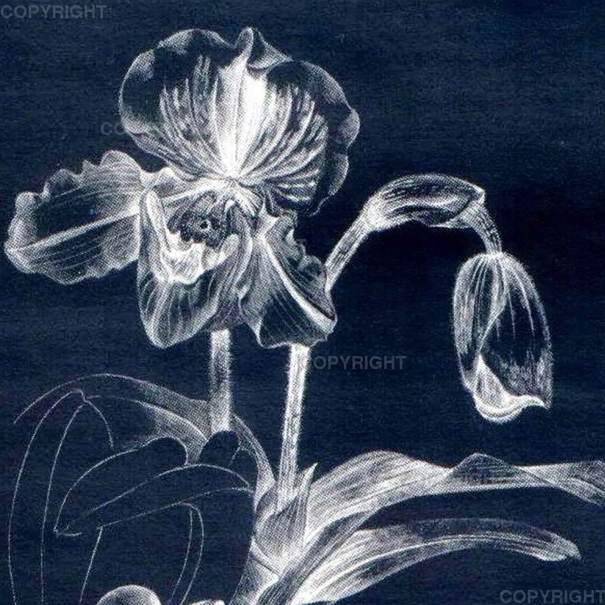 Paphiopedilum