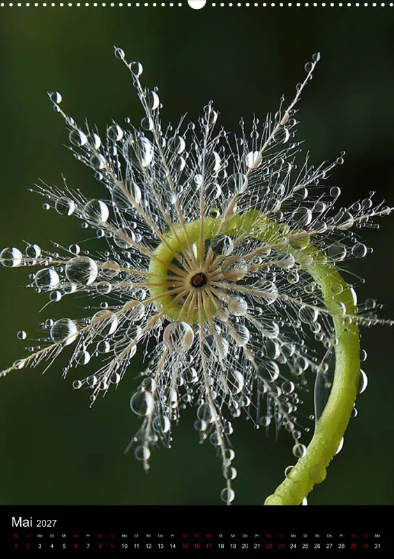 Nature Dreams