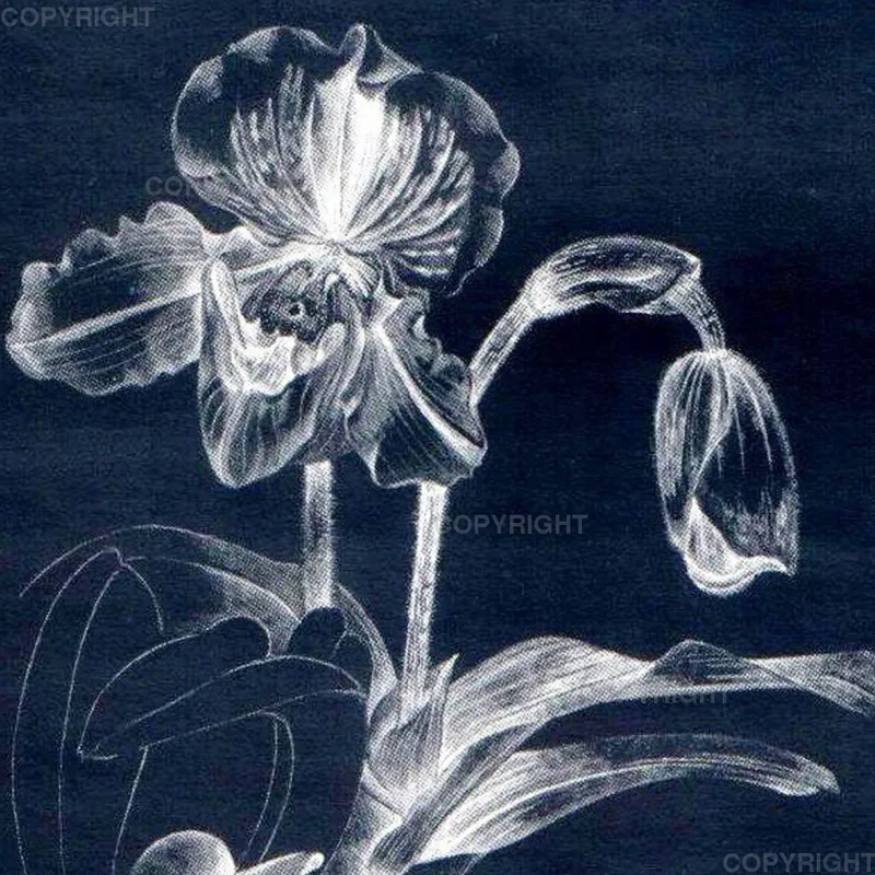 Paphiopedilum