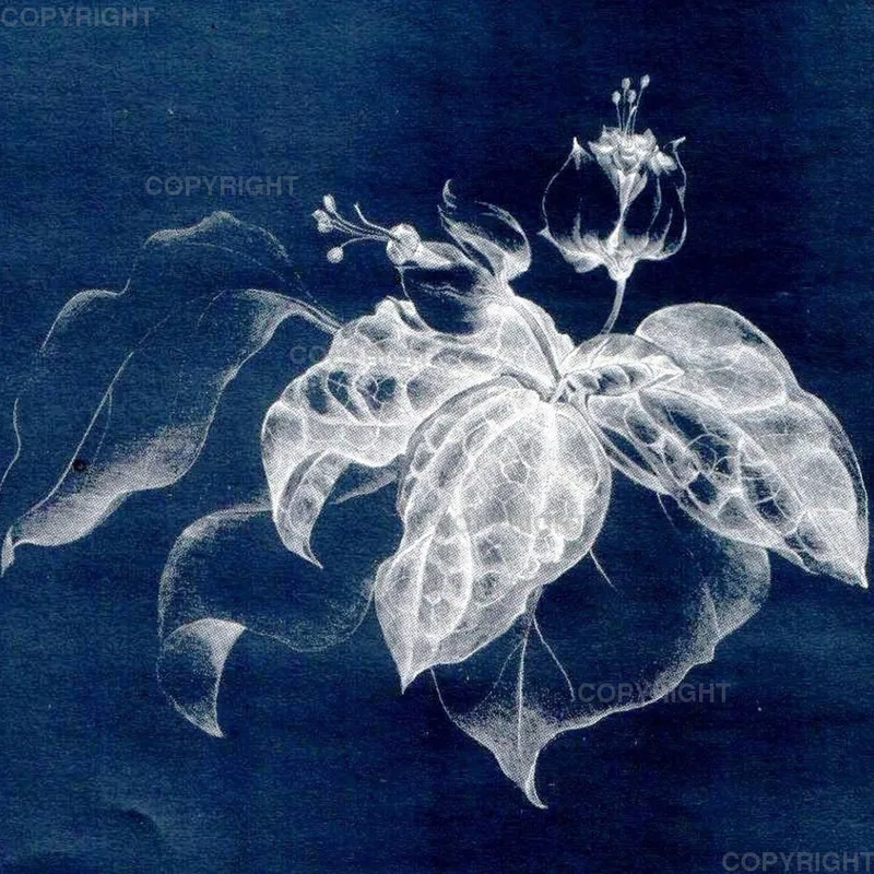 Clerodendron
