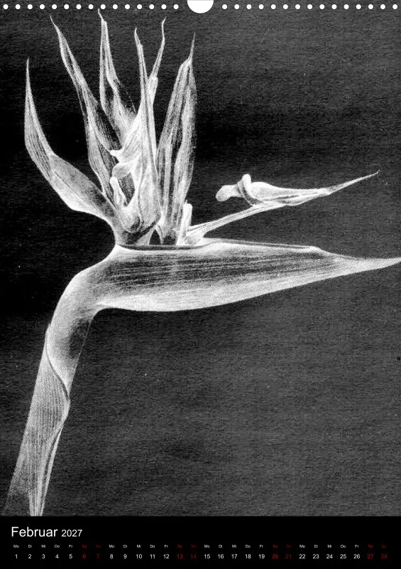 Fleures Noires(