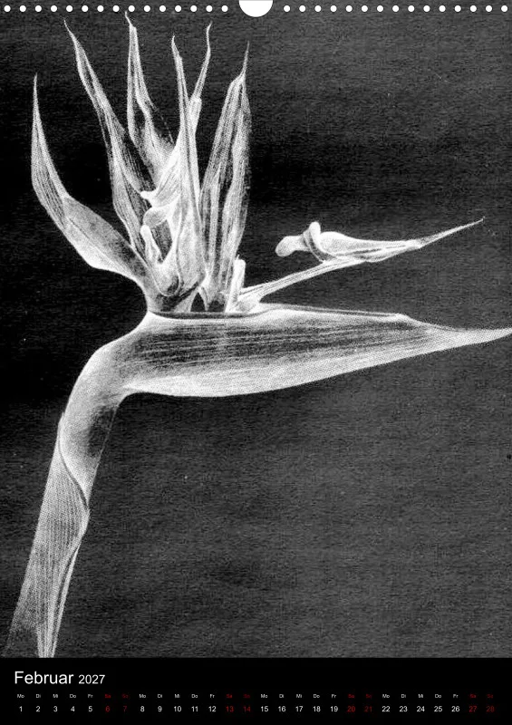 Fleures Noires(