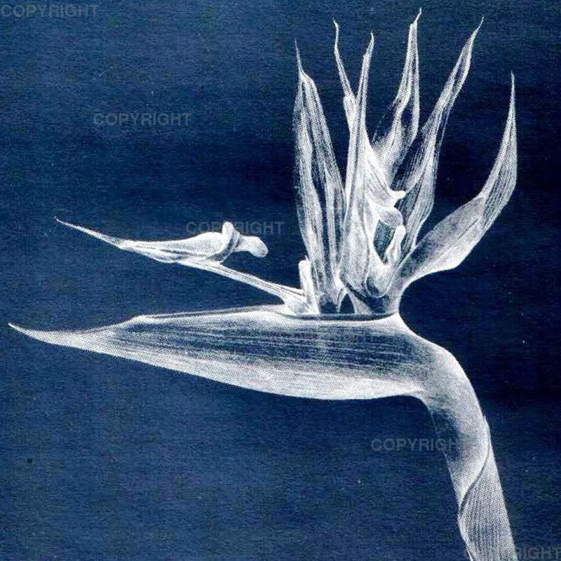Strelitzia