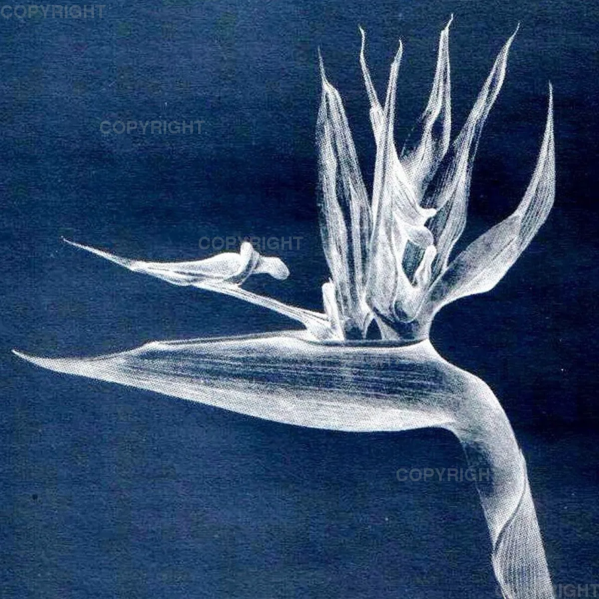 Strelitzia
