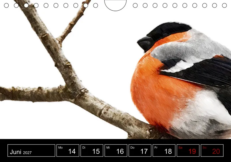 des oiseaux