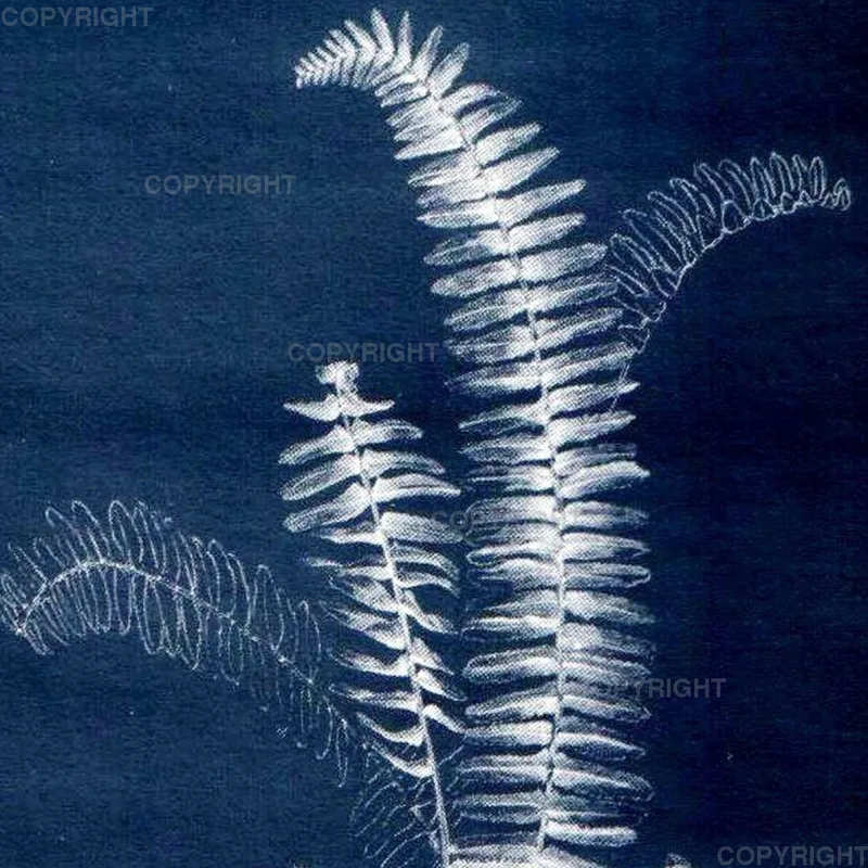 Nephrolepis