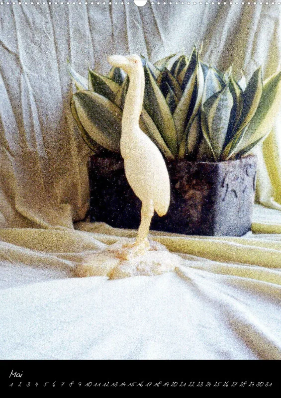 Phoenixfedern