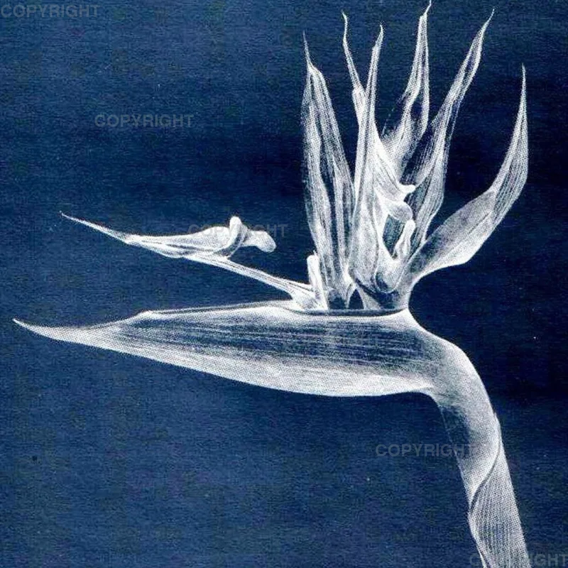 Strelitzia