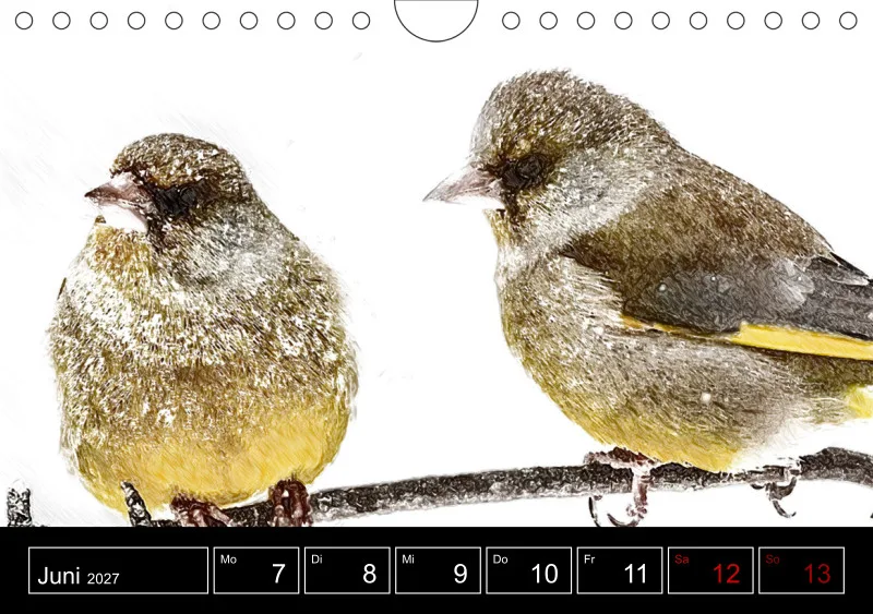 des oiseaux