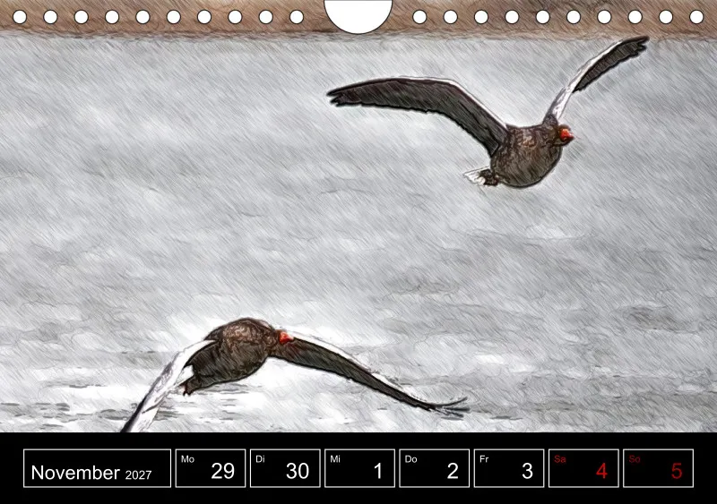 des oiseaux