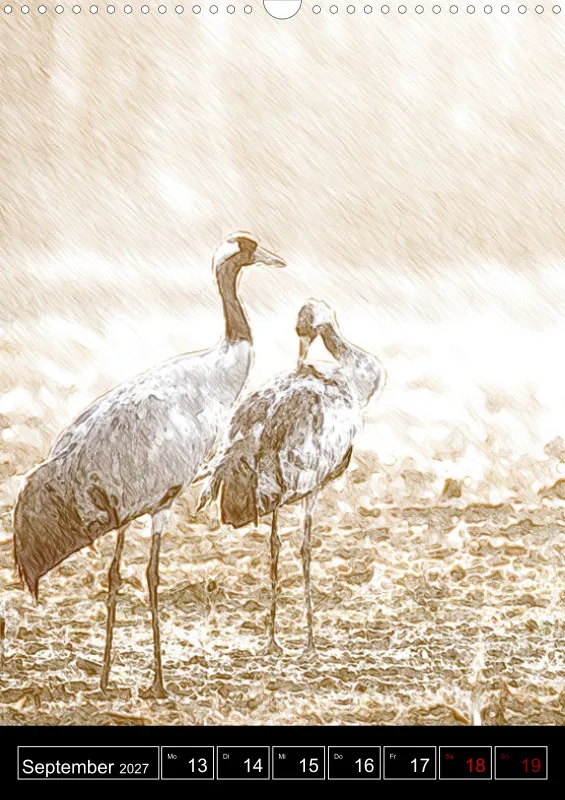des oiseaux