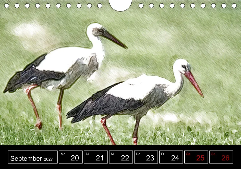 des oiseaux