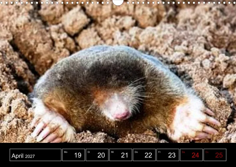 Animaux d'Europe