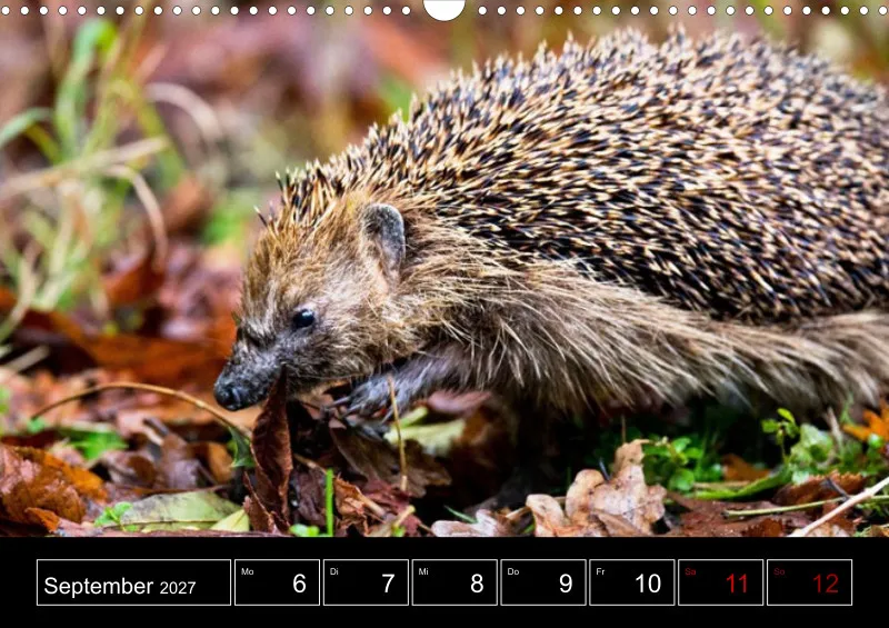 Animaux d'Europe