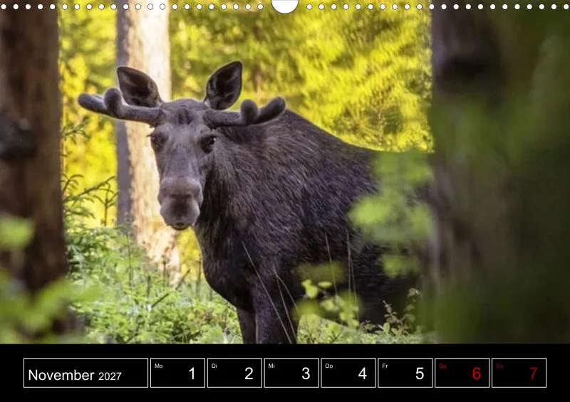 Animaux d'Europe