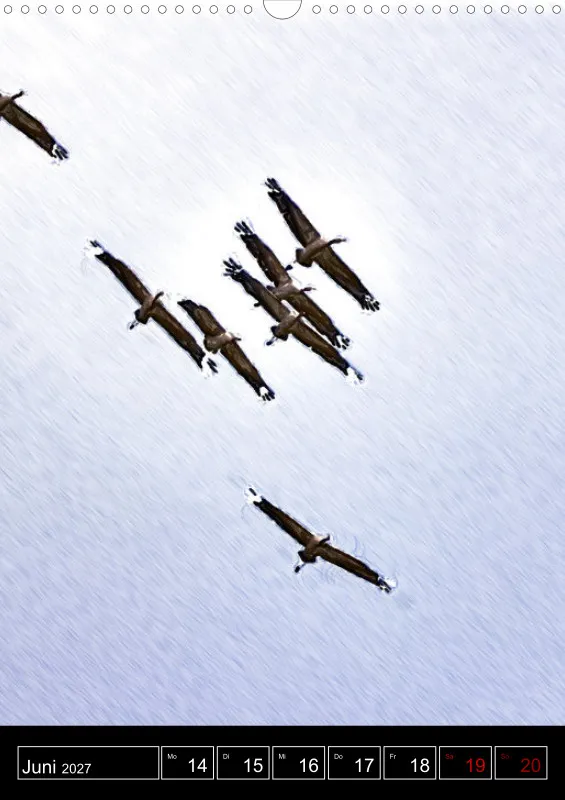 des oiseaux