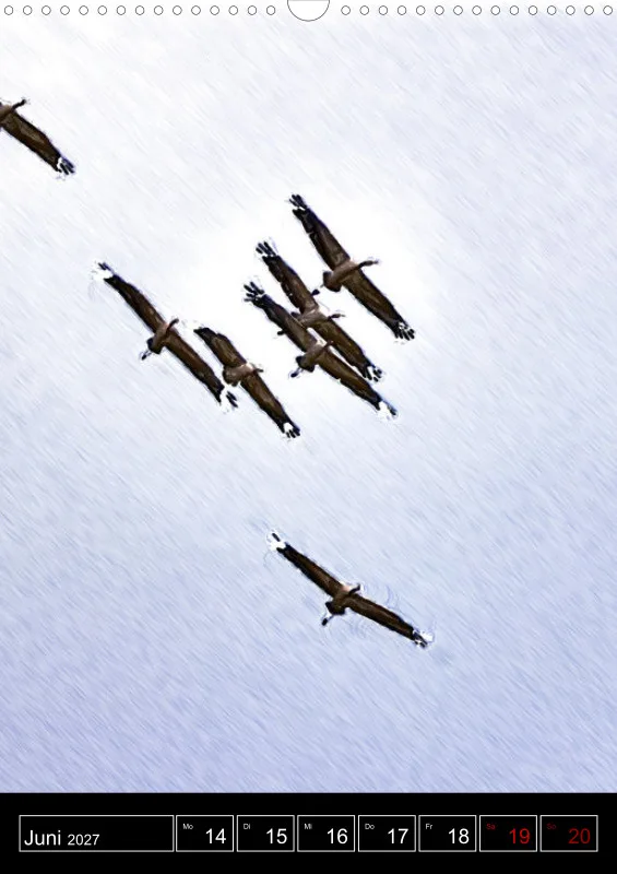 des oiseaux