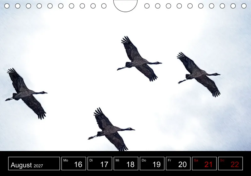 des oiseaux