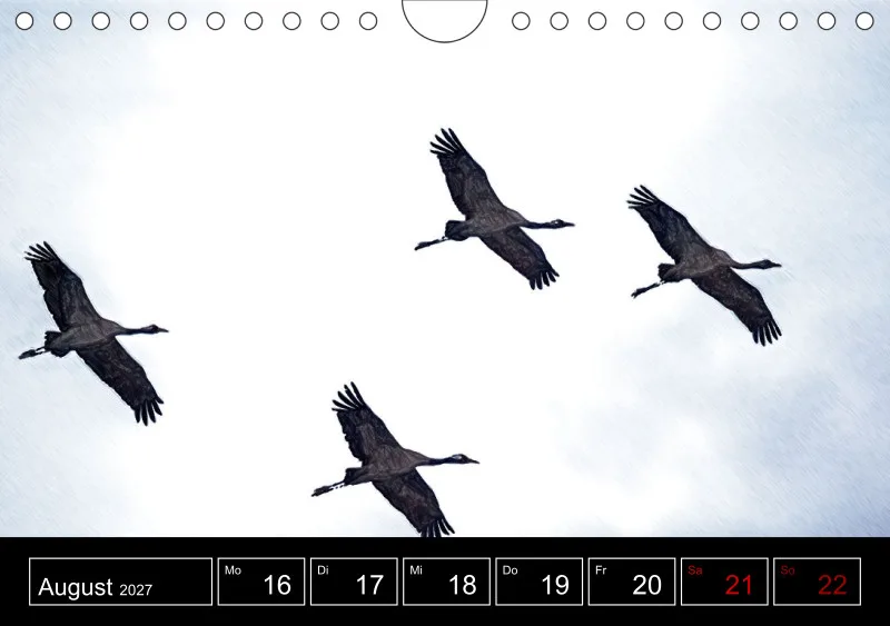 des oiseaux