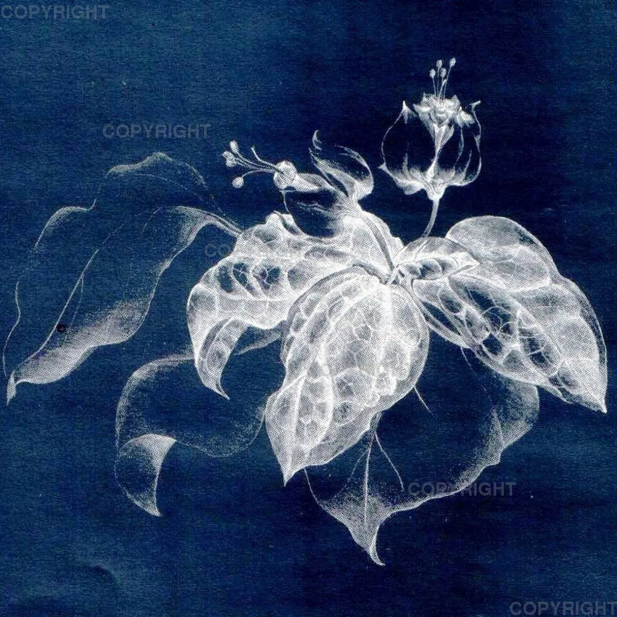 Clerodendron