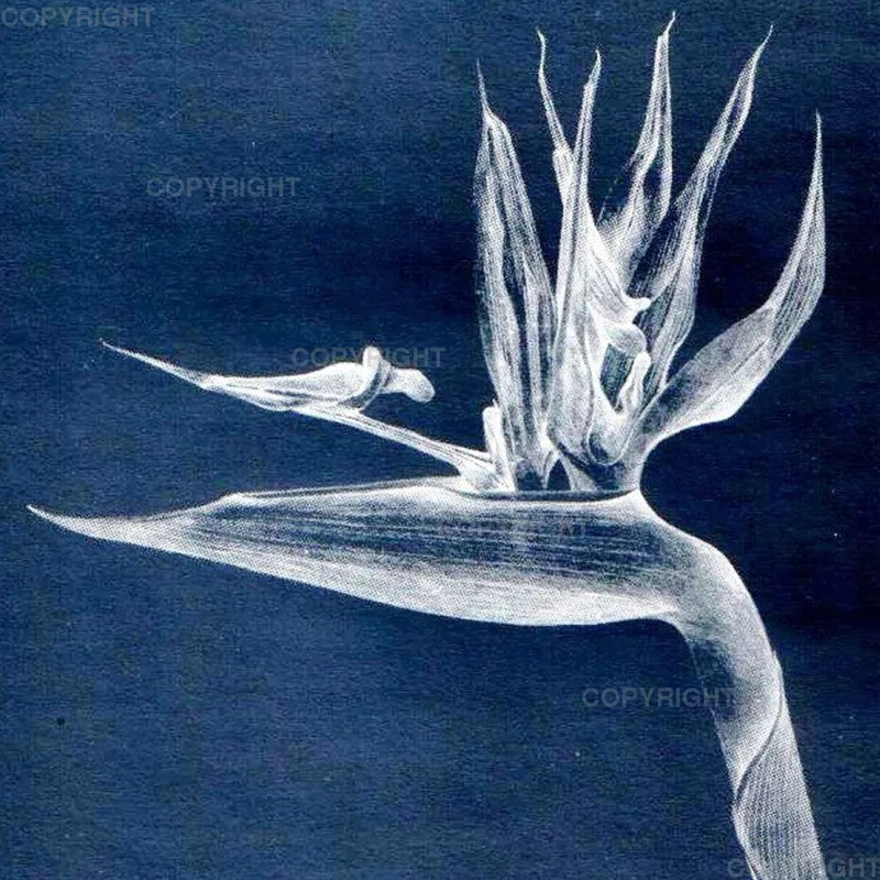 Strelitzia